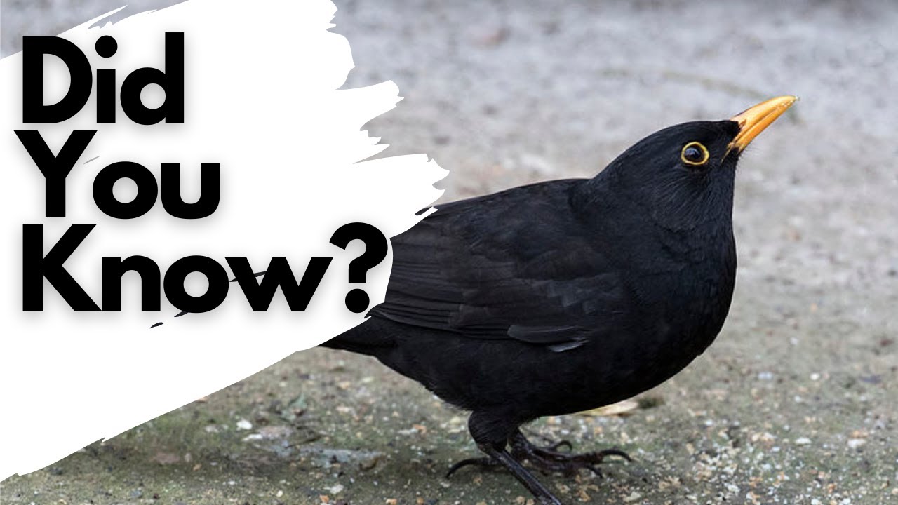 Things You Need To Know About Blackbirds! - Youtube