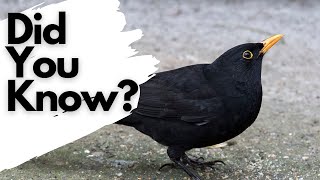 Things you need to know about BLACKBIRDS! Resimi