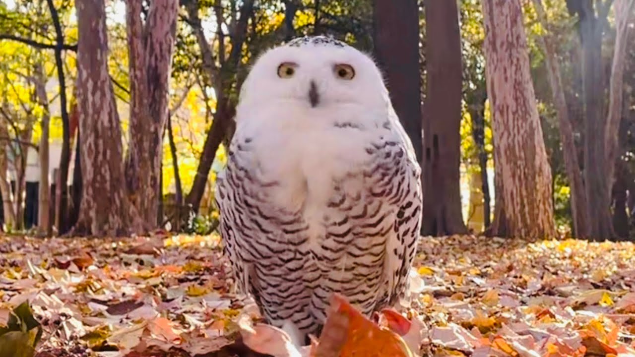 332 How to enjoy winter with my Snowy Owlシロフクロウと冬を楽しむ