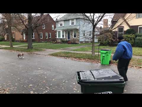 American Bully attacks man on the street see what happens.