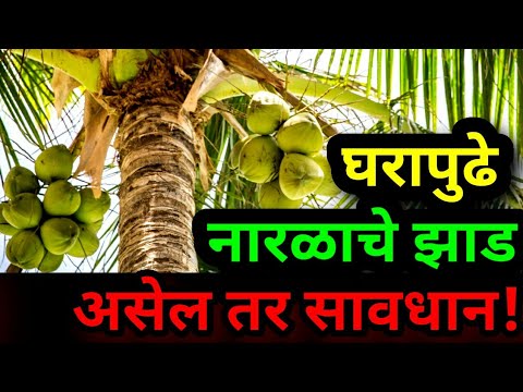 वास्तुशास्त्रा नुसार घरापुढे नारळाचे झाड असणे शुभ की अशुभ? Coconut tree direction per Vastu Shastra