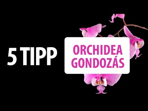 Videó: Orchidea Expandált Agyagban: Növekvő Titkok. Hogyan Kell öntözni és ültetni? Szüksége Van Expandált Agyagra Egy Orchidea Számára?