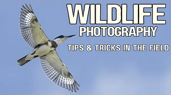 📸 Wetland Wildlife Wonders | Herons, Egrets, Kingfishers & Beavers | Canon Photography Vlog