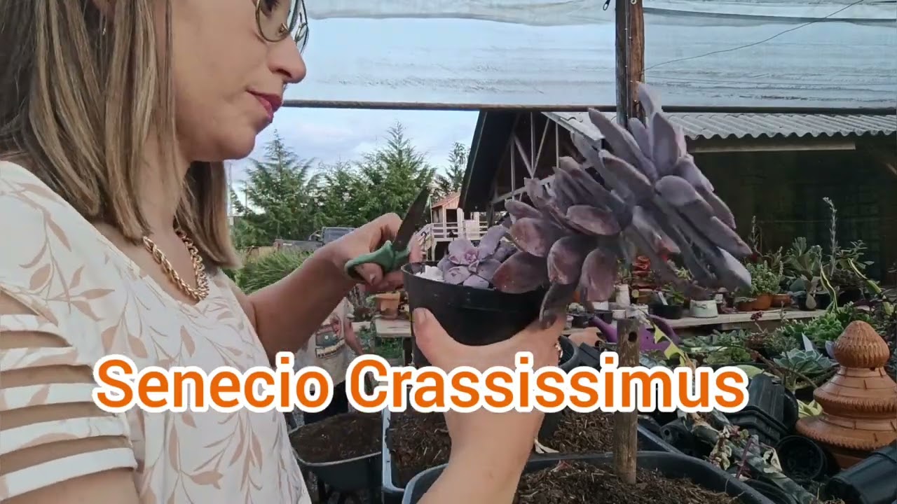 Vlog do dia: Coletando Mudas de Suculentas!