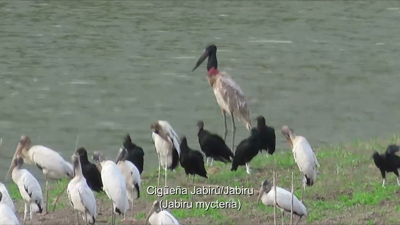CICONIIFORMES - Cigüeñas / Storks