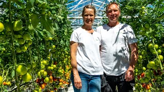 Så odlas svenska tomater