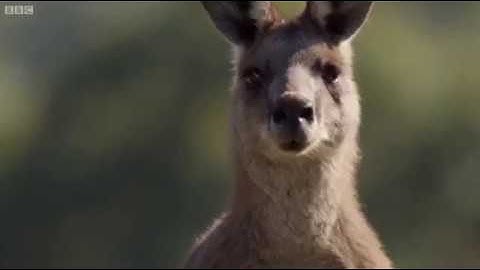 Gạ người đánh nhau và những khoảnh khắc cà khịa của kangaroo