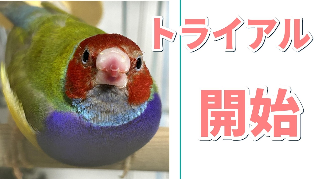 トライアル開始 コキンチョウのコキンちゃん 我が家へ