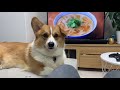 【コーギー】今日の散歩待ち顔