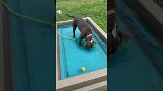 Meet Pelican A Terrier, Pit Bull Currently Available For Adoption 882025 11005 Pm