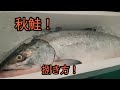 秋鮭捌き方！