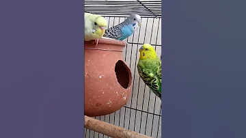 🐥love birds sound 🐥(◍•ᴗ•◍)❤#budgies #shorts