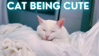 Having A Bad Day? Cute Cat Will Make You Smile 🎩🤍 by 👑 Miss Lulu & 🎩 Sir Dub-B  125 views 5 months ago 1 minute, 26 seconds