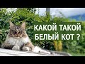 Белый друг кота Вилли, урожай и рыбалка