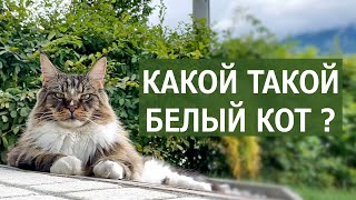 Белый друг кота Вилли, урожай и рыбалка