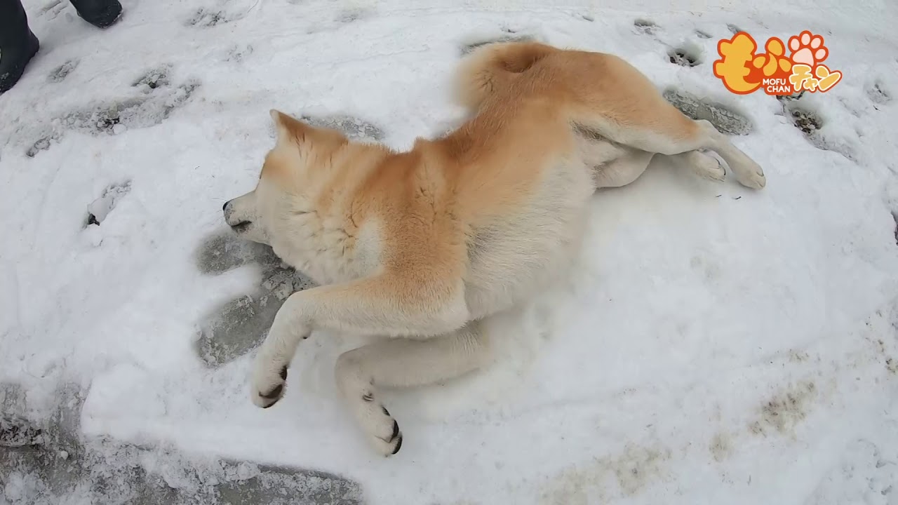 甘えん坊の秋田犬テツくん 雪の上をゴロゴロと Youtube