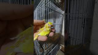 periquito australiano frizado,antes e depois #filhotes #periquito #pets