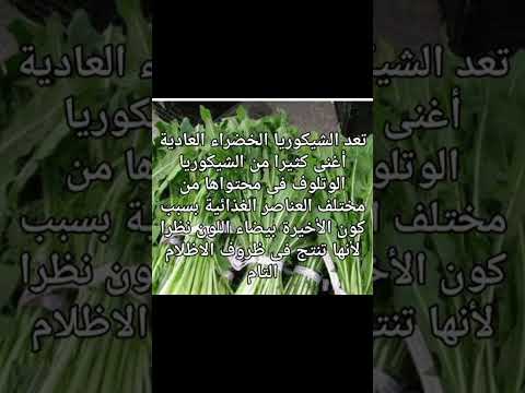 أفضل طرق الاستفادة من نبات الشيكوريا اكسبلور دايت ترند لايك وصفات معلومات