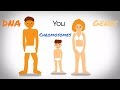 Genes, DNA, and Chromosomes: The Blueprint of Life
