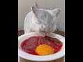 Little cats heal hearts. #Daily cat vlog #Cat routine #Cute cat #They just want to be loved.