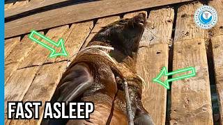 Seal Rescue Creeping Up On A Sleeping Giant