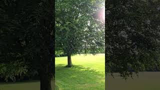 Hidden Peaceful Park in Ireland 🇮🇪 #Shorts