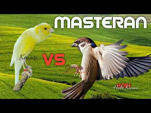 KAPAS TEMBAK - KENARI - TENGKEK BUTO - CUCAK JENGGOT - CILILIN