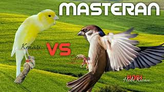 Masteran Kombinasi Burung Kenari VS Burung Gereja