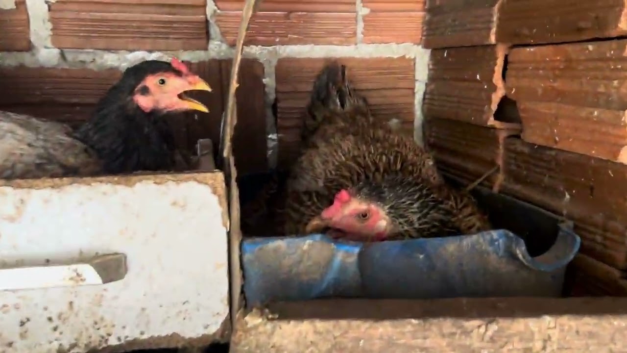  12/02/20226 Minha criação 