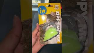 Furry Fun Alert Cats & Toys