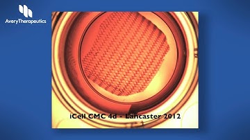 With continued culture, Mycardia(TM) develops into a fully synchronous beating tissue.