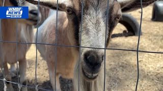 Conway considers hiring goats to maintain some city-owned properties