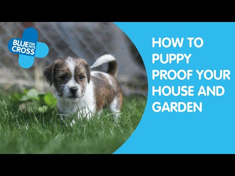 How to Puppy Proof Your Home | Blue Cross