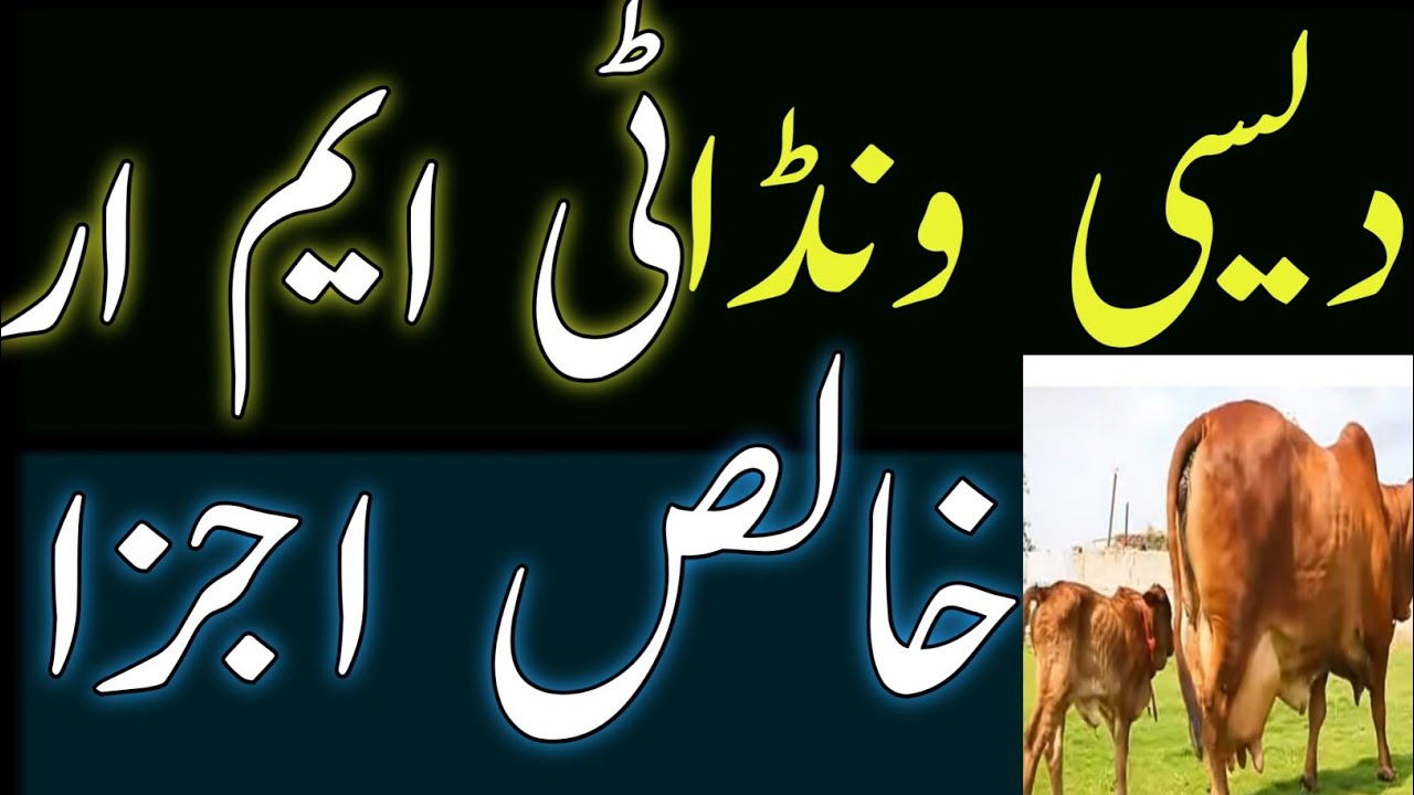 HOW TO START SIMPLE DAIRY FARM IN PAJISTANDAIRY BUSSINESSDAIRY CATTLECOWS FARMING YouTube