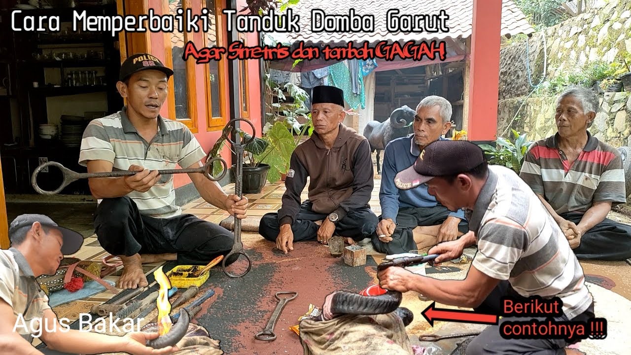 Memperbaiki Tanduk domba garut - agar presisi dan simetris supaya
