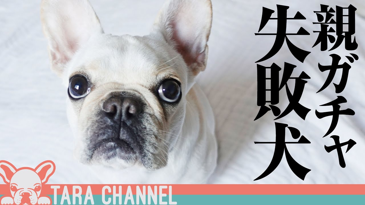 親ガチャがハズレた犬はどうなるのか【フレンチブルドッグ】