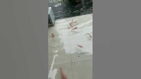 Berkah Banjir Akhirya Aku Bebas