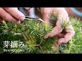 【五葉松・赤松】松の芽摘みを教えてもらいました。【盆栽Q】