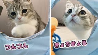 トンネルの中に侵入するのが怖くてビビっちゃう子猫…笑