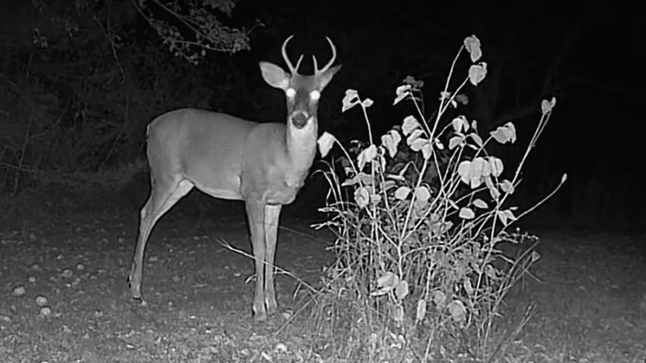 Adventures In Paradise   The Nightlife