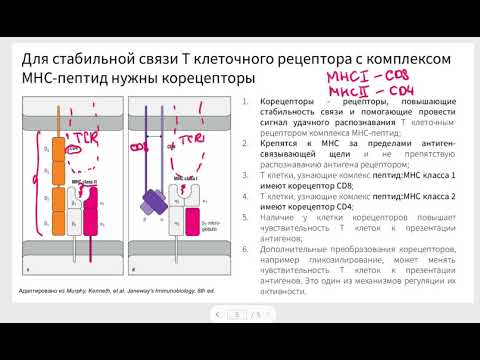 Видео: Разница между В-клеточным рецептором и Т-клеточным рецептором