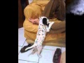 Dalmata princesa