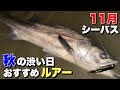 【上げ潮シーバス】秋の渋い時におすすめルアー！