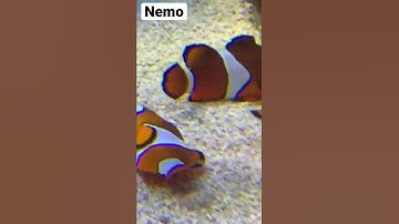 Clownfish from finding Nemo movie #animals #nature 4K