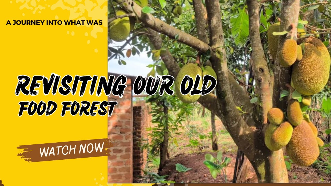 Revisiting Revisiting My Food Forest After a year- Nature's Magic in Action. - YouTube