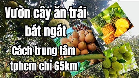 A hoàng cần tiền bán gấp mảnh vườn cây ăn trái ở BRVT để lấy tiền tiêu Tết