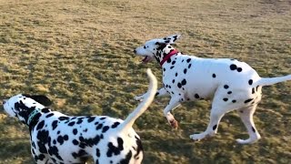 iPhone 7 Plus Slow Motion Running with Dalmatians by Munchito696 2,259 views 7 years ago 2 minutes, 29 seconds