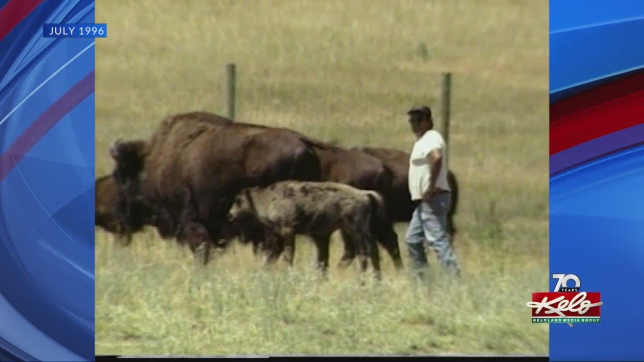 Flashback Friday: White buffalo calf joins the herd