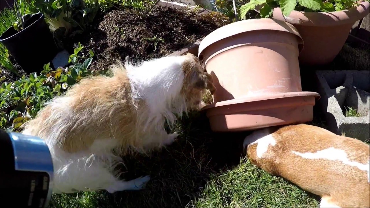 JACK RUSSELL TERRIERS CATCH RAT. PROTECT MY HOME YouTube