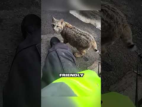 Lynx Shows Heartwarming